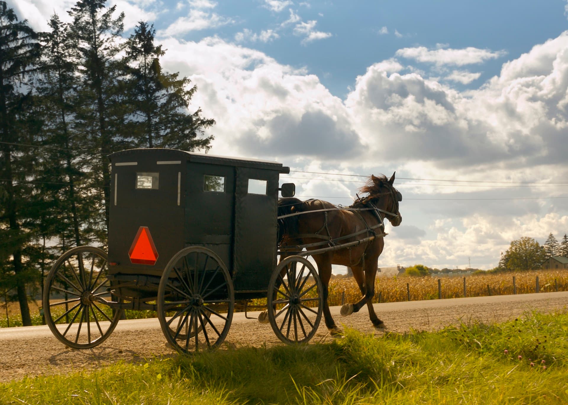 A horse and buggy travelling a country road outside Elmira, cornfields and a big sky beyond